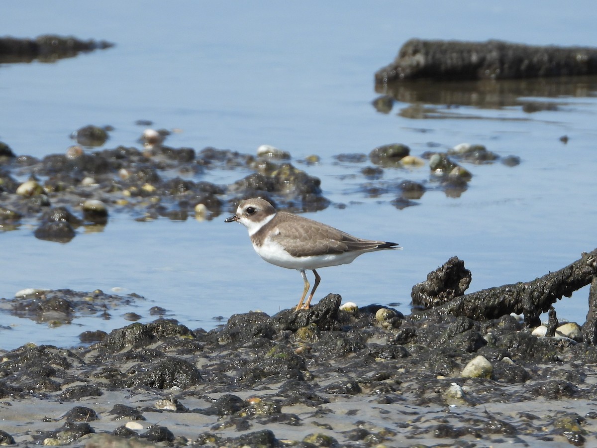 Semipalmated Plover - ML608535816