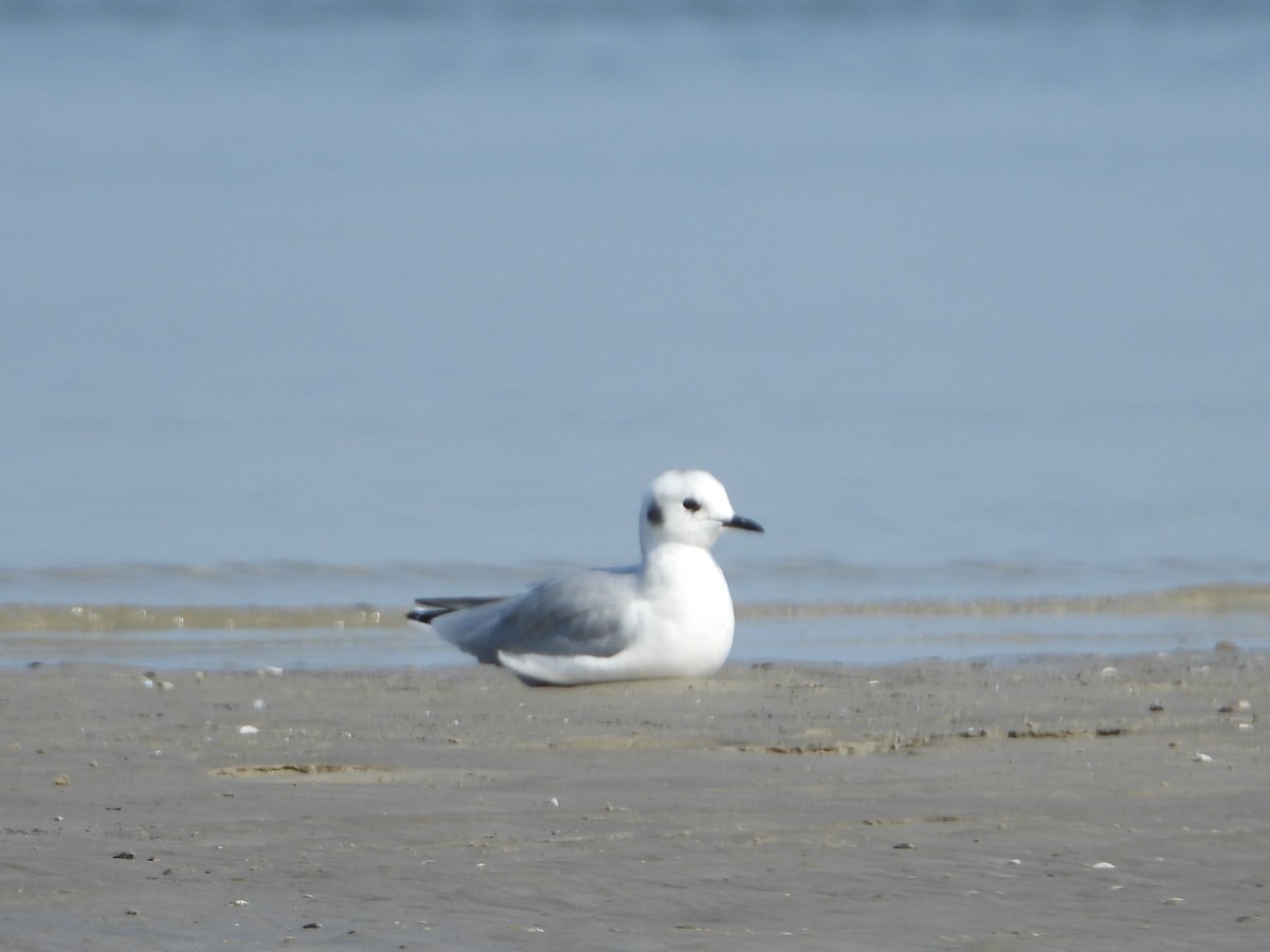 Bonaparte's Gull - ML608535819