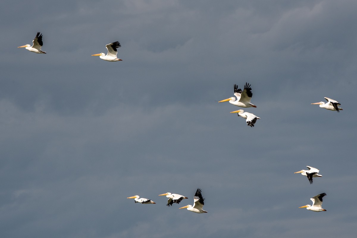 American White Pelican - ML608535822