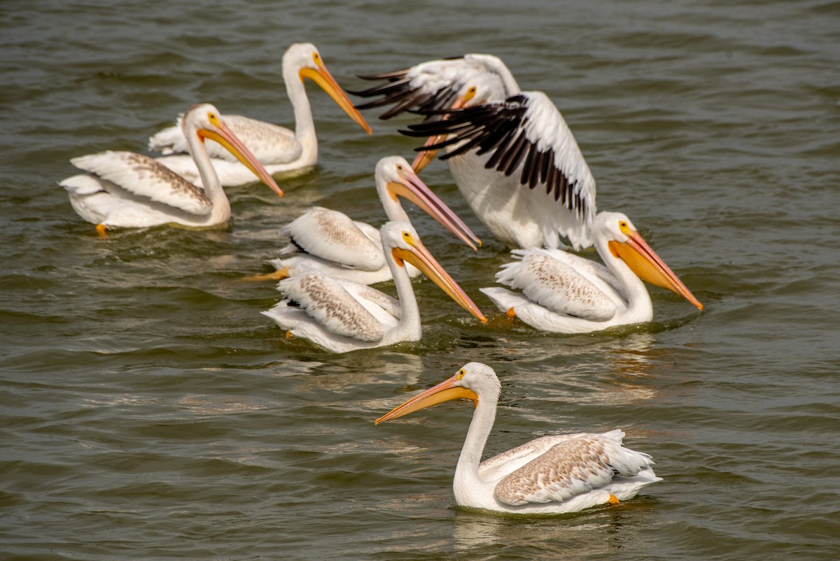 American White Pelican - ML608535823