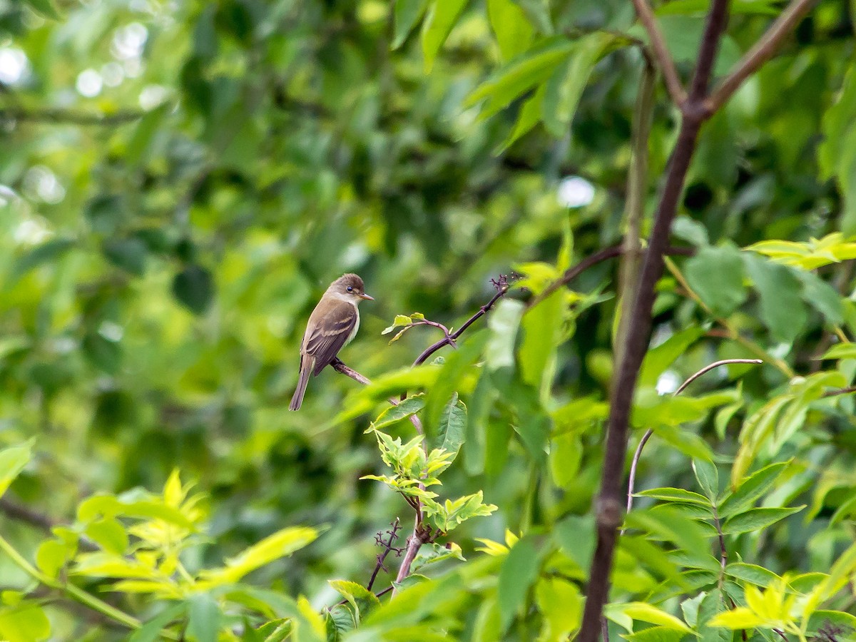 Willow Flycatcher - Nisqually Birdwatch