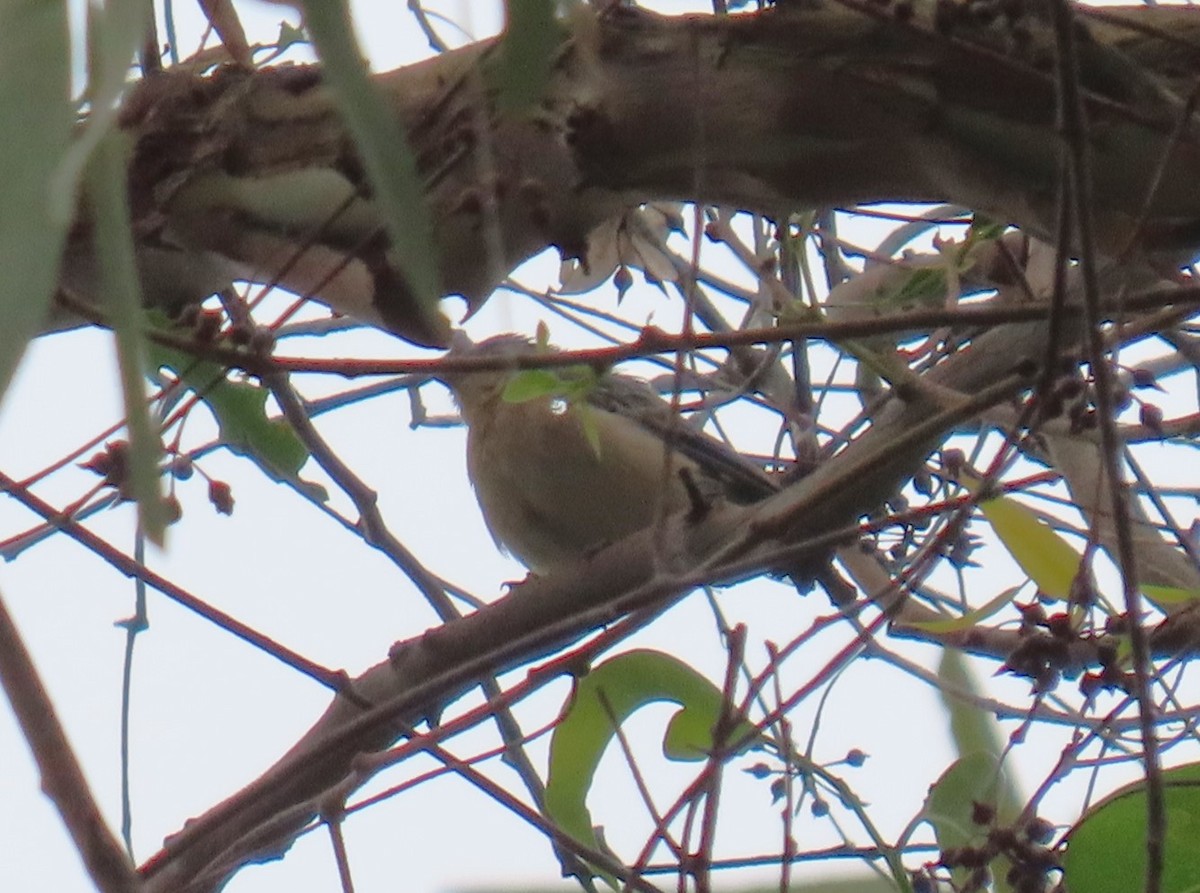 Lucy's Warbler - ML608535970