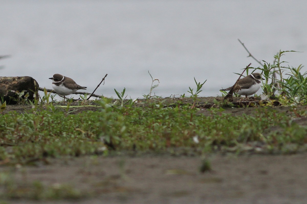 Semipalmated Plover - ML608535979