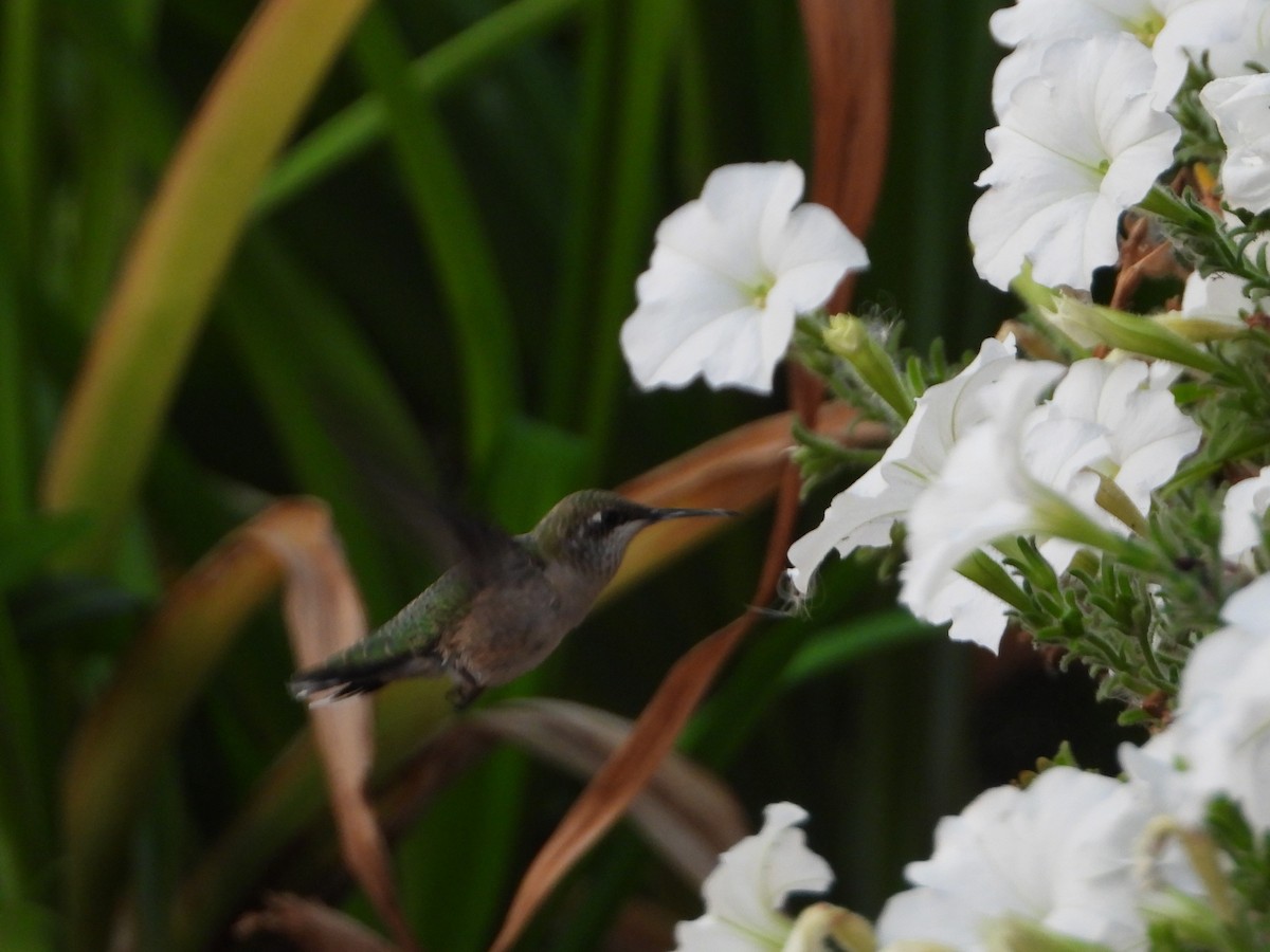 Ruby-throated Hummingbird - ML608536058