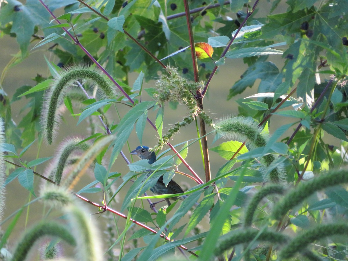 Скригнатка індигова - ML608536062