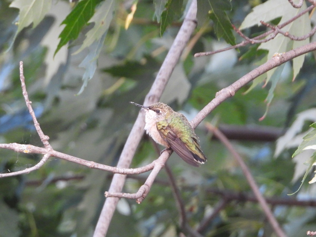 Ruby-throated Hummingbird - ML608536063