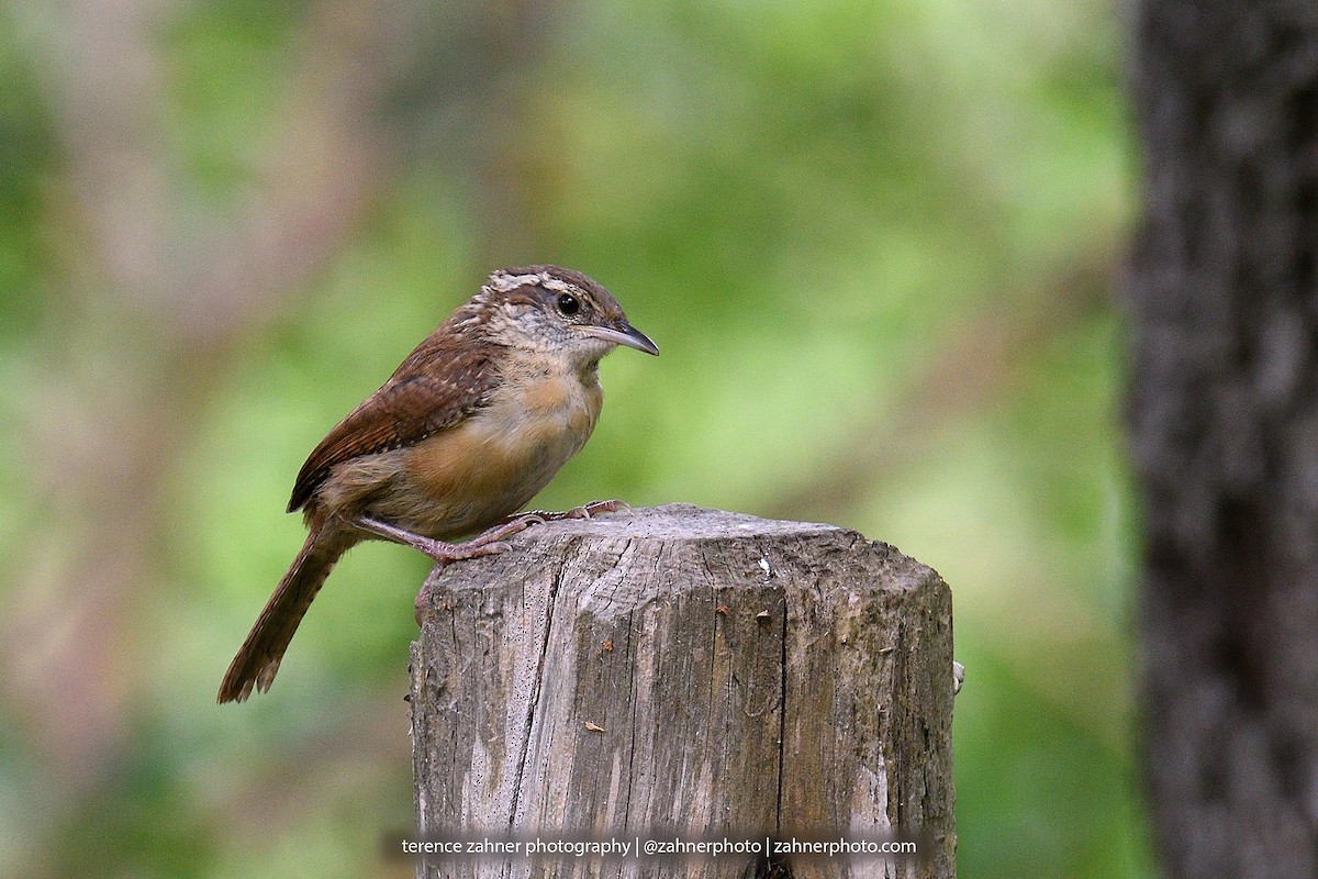 Carolina Wren - ML60853611