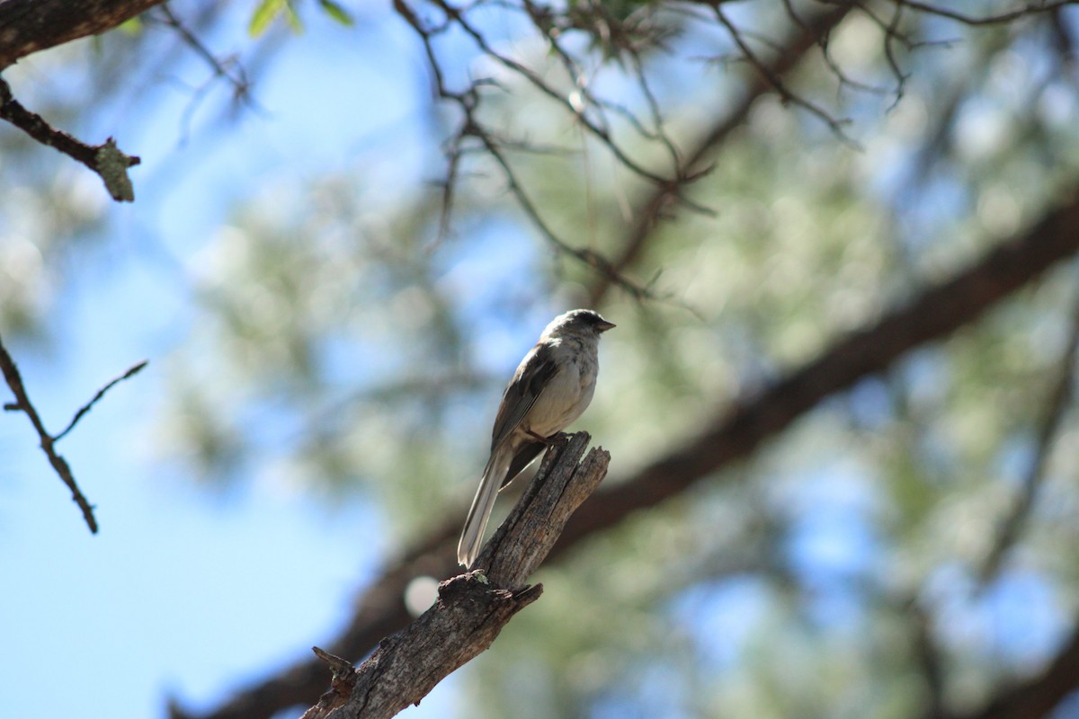 Junco Ojioscuro - ML608536124