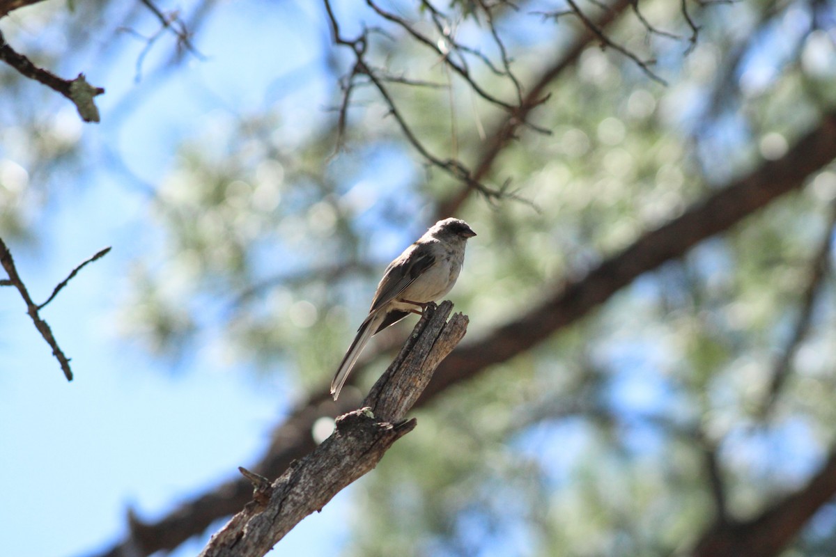 Junco Ojioscuro - ML608536125