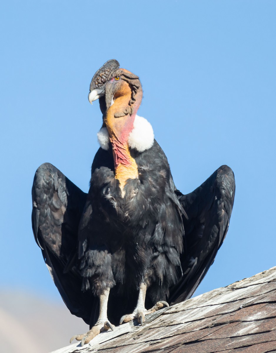 Condor des Andes - ML608536223