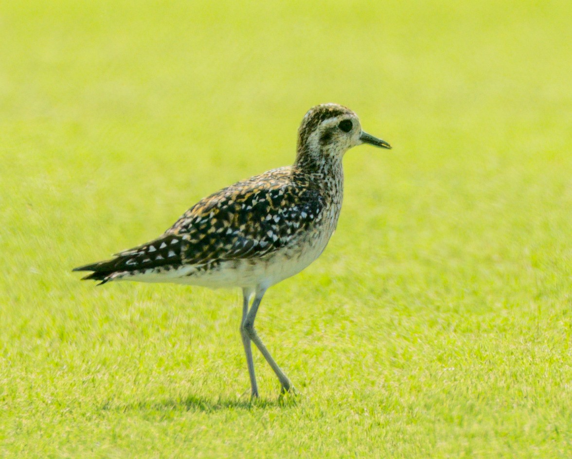 Pacific Golden-Plover - Steve Colwell
