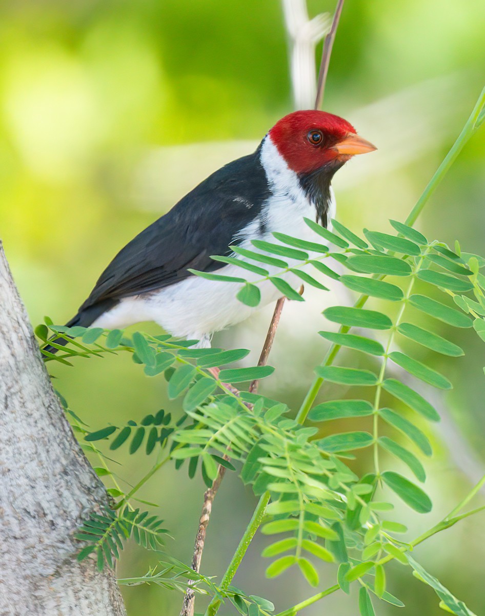 Yellow-billed Cardinal - Steve Colwell