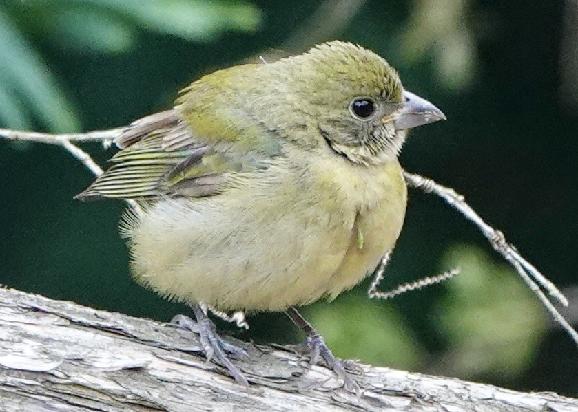 Painted Bunting - ML608536484