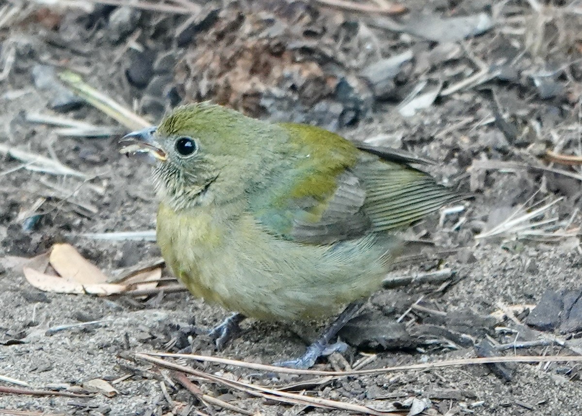 Painted Bunting - ML608536506