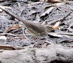 Northern Waterthrush - Diane Etchison