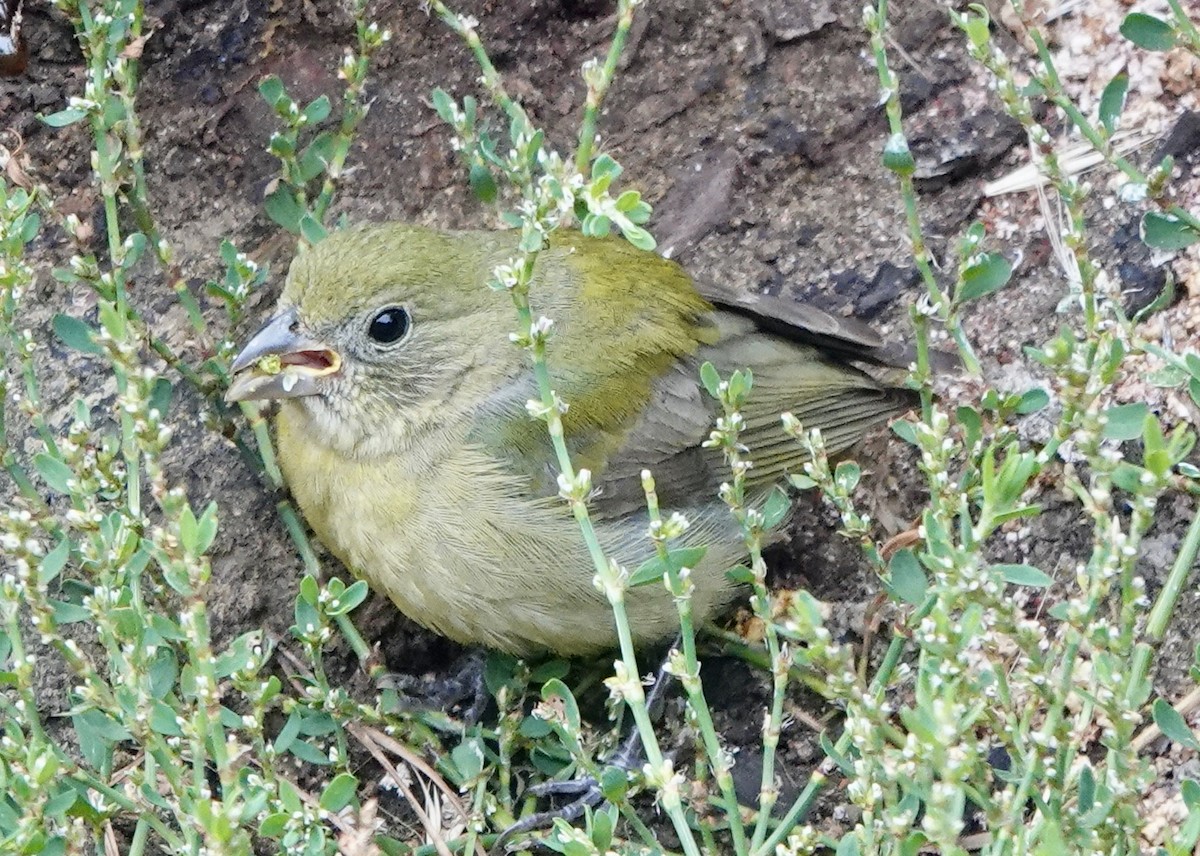 Painted Bunting - ML608536563