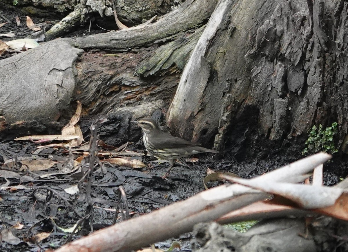 Northern Waterthrush - ML608536648