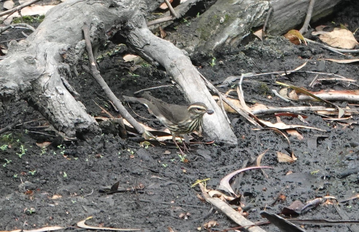 Northern Waterthrush - ML608536649