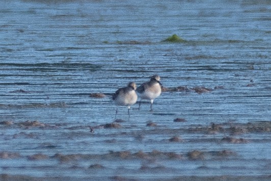 Baird's Sandpiper - ML608536661