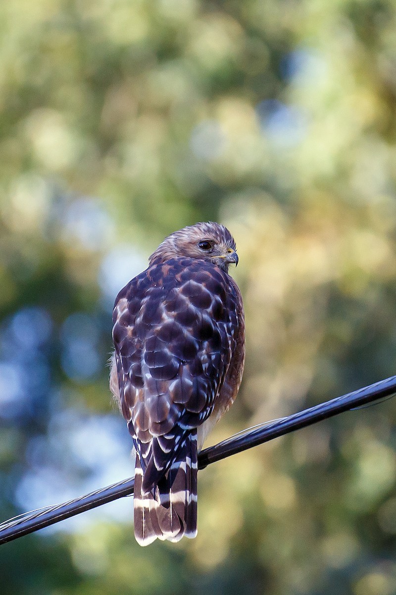 Red-shouldered Hawk - ML608536756