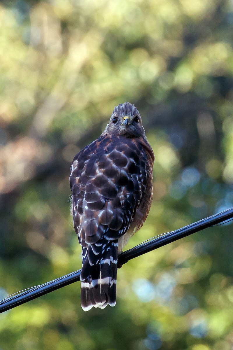 Red-shouldered Hawk - ML608536757