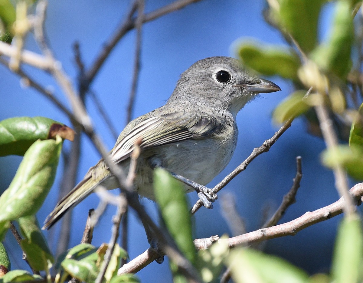 Gray Vireo - ML608536790