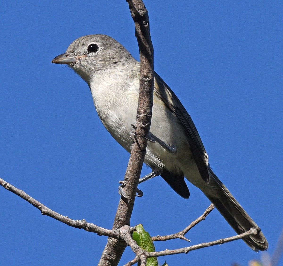 gråvireo - ML608536791