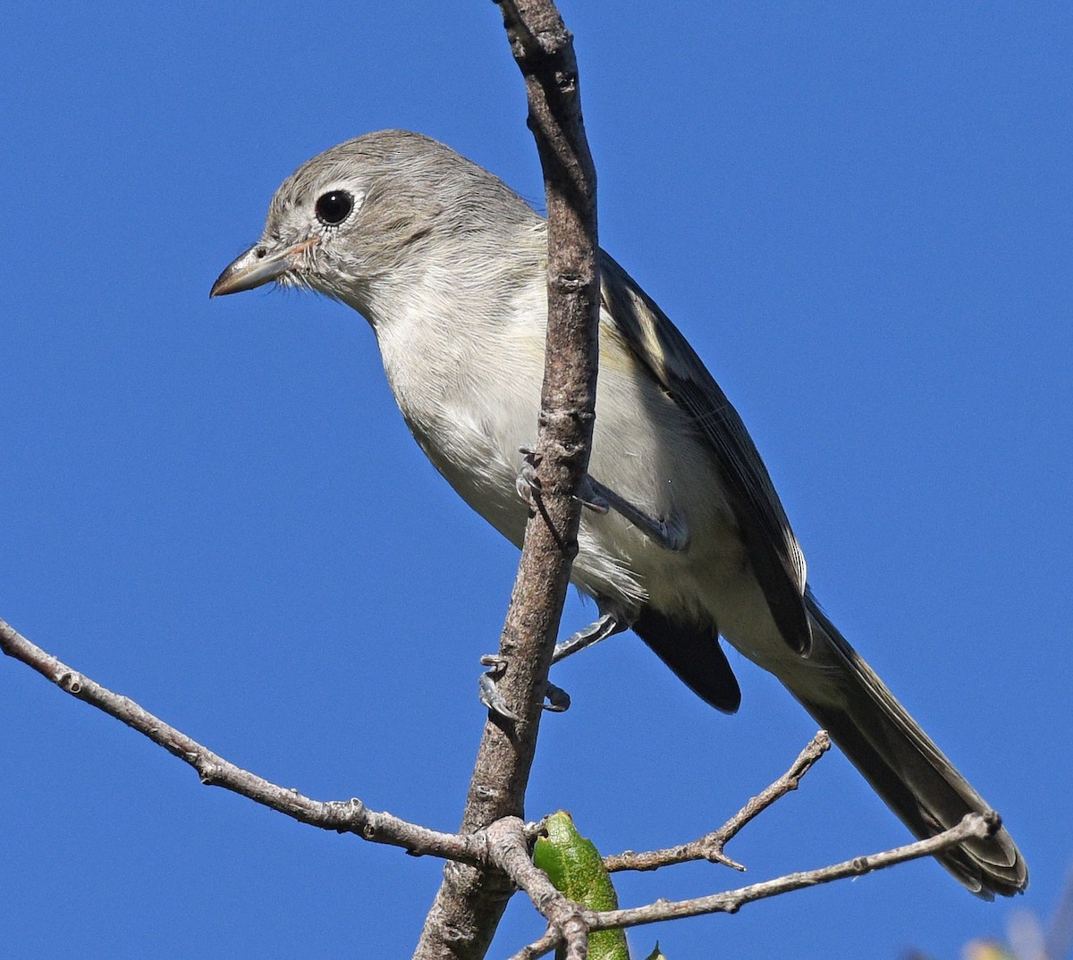 Vireo Gris - ML608536792