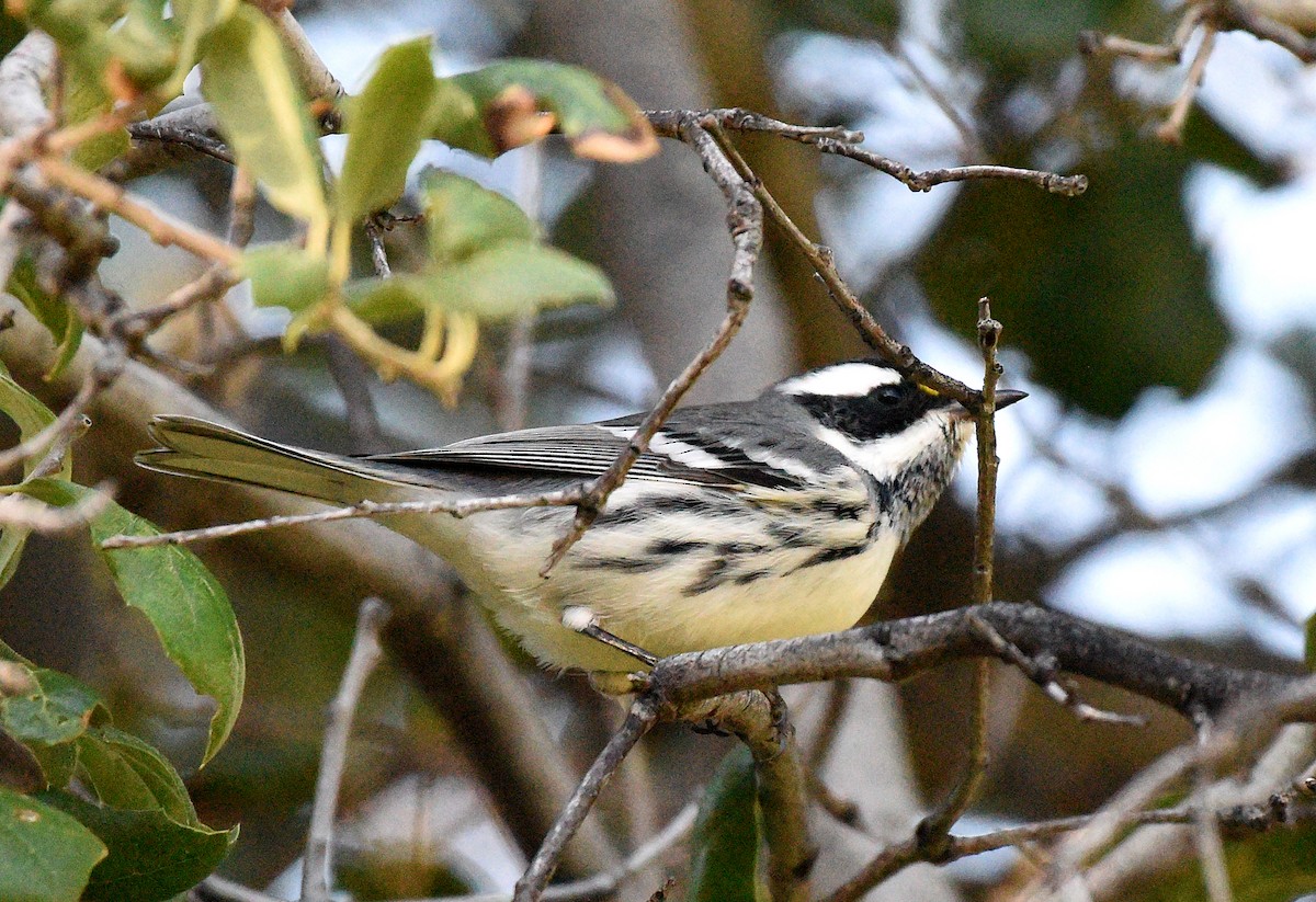 Black-throated Gray Warbler - ML608536802