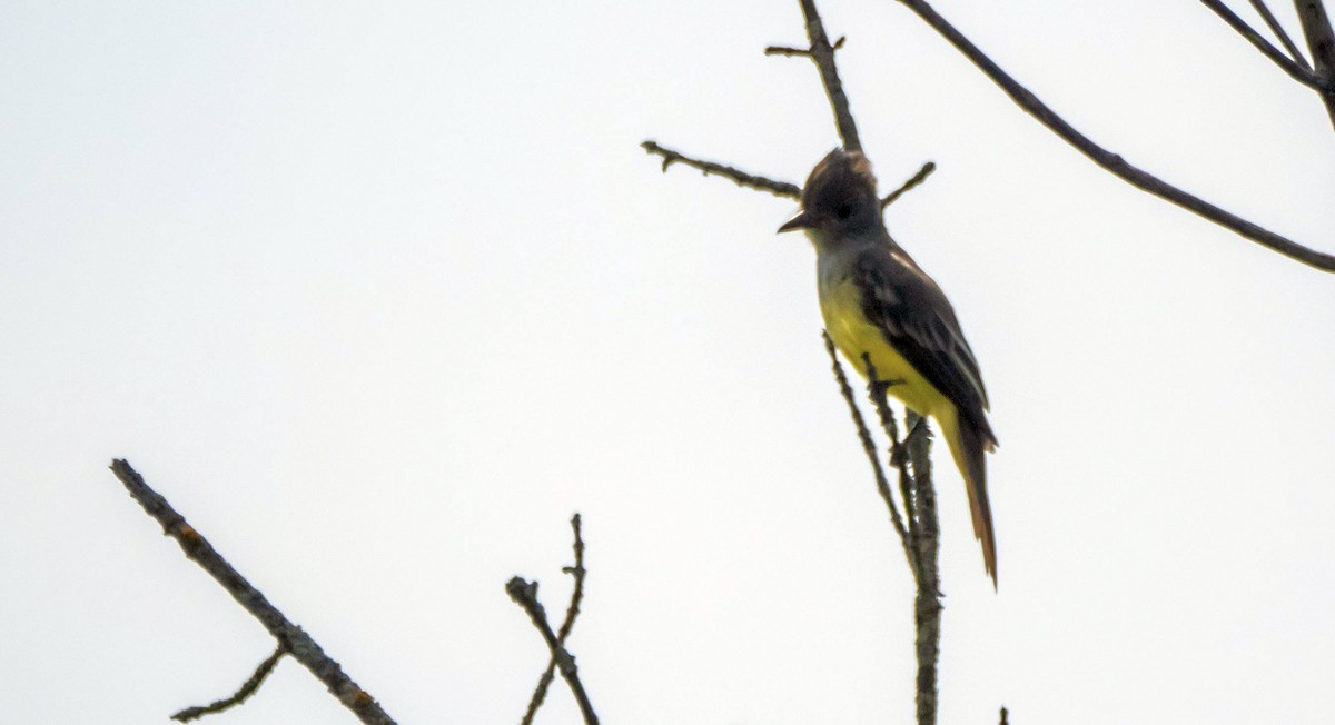Great Crested Flycatcher - ML608536819