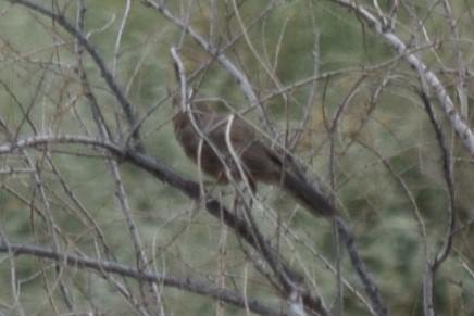 Abert's Towhee - ML608536922