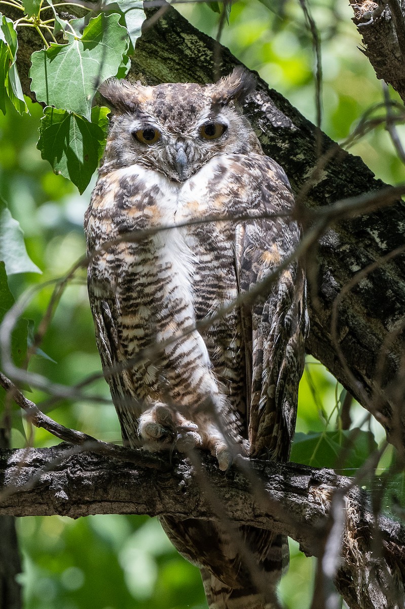 Great Horned Owl - ML608536969
