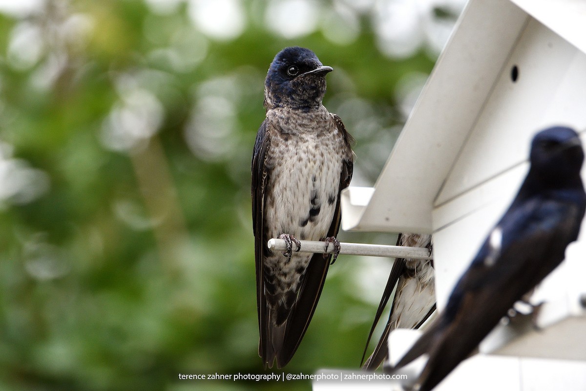 Purple Martin - ML60853701