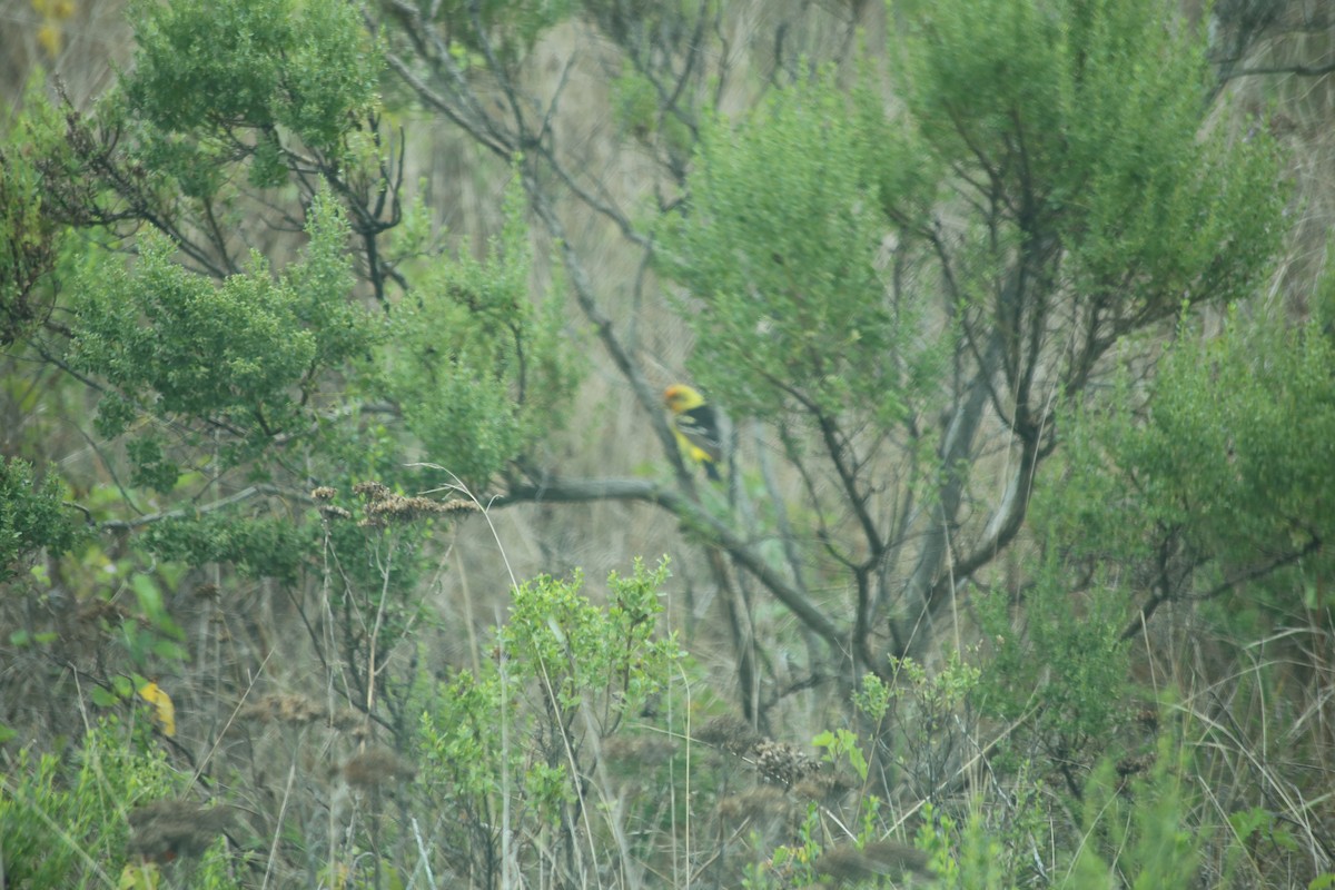 Western Tanager - Ben Stalheim