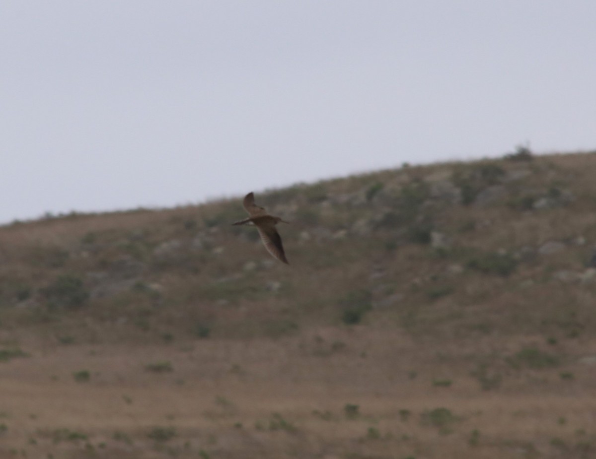 Solitary Sandpiper - ML608537046