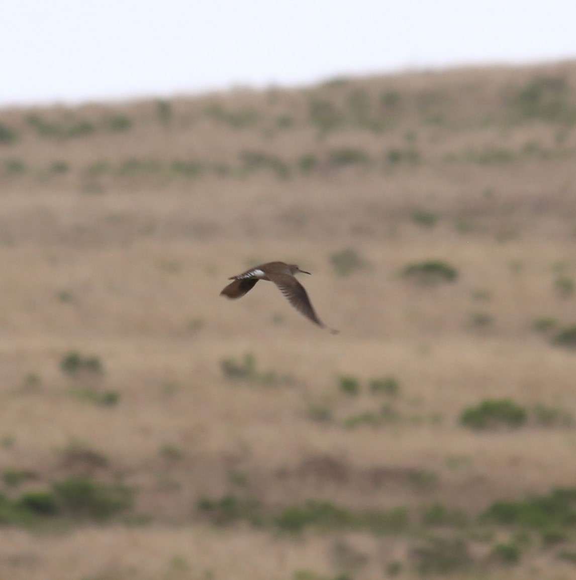 Solitary Sandpiper - ML608537047