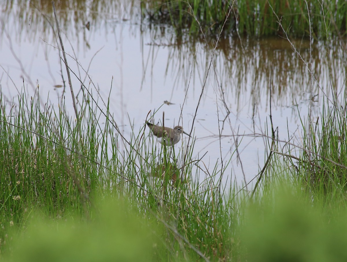 Solitary Sandpiper - ML608537049