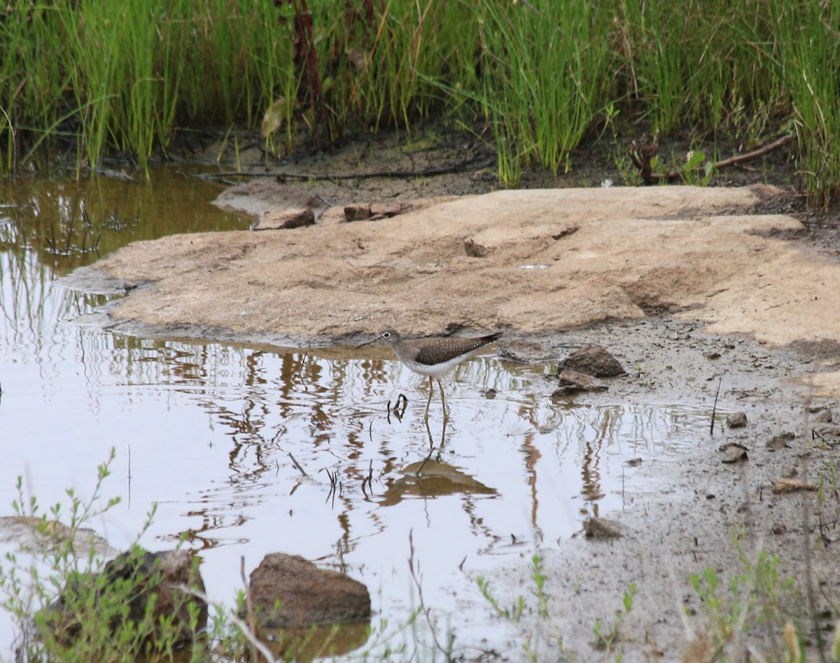 Solitary Sandpiper - ML608537050