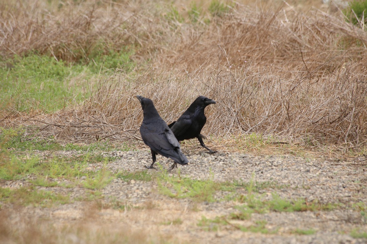 Common Raven - ML608537055