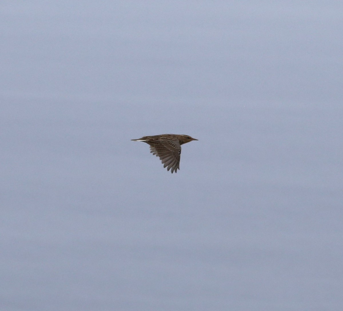 Western Meadowlark - ML608537074