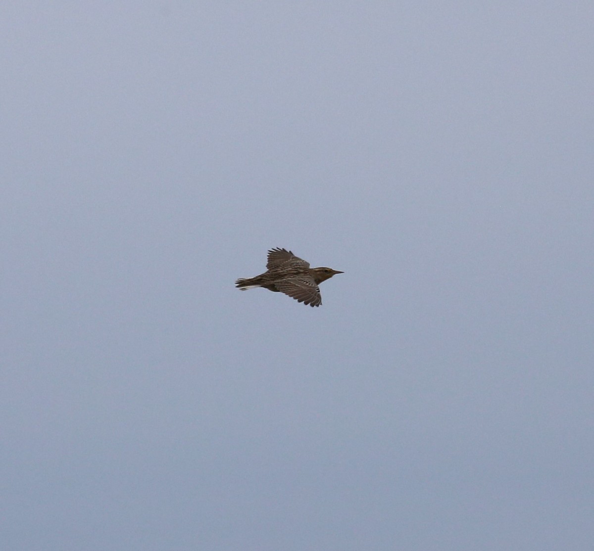 Western Meadowlark - ML608537075