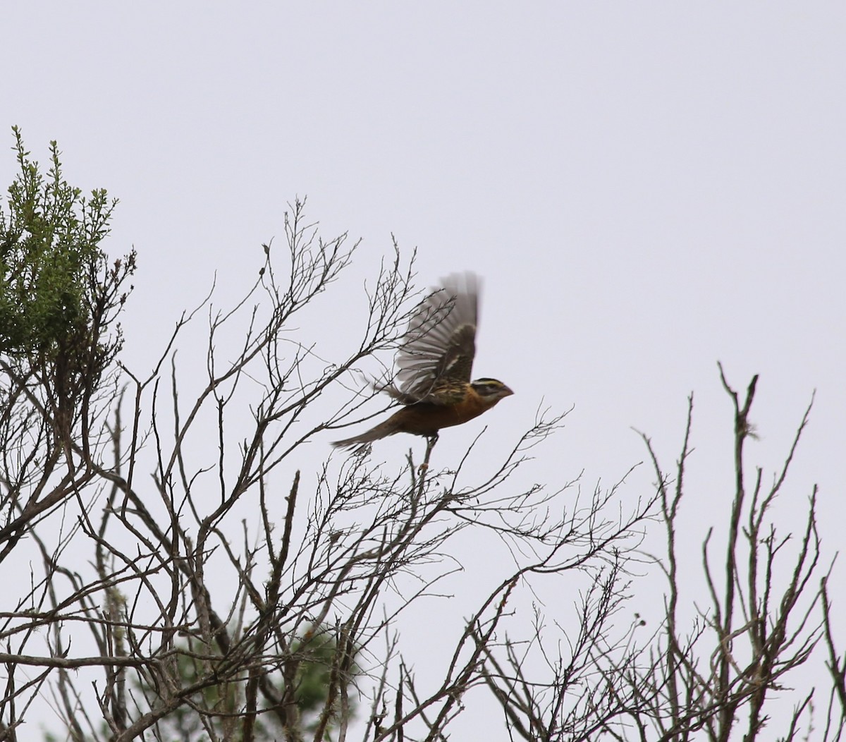 Black-headed Grosbeak - ML608537077