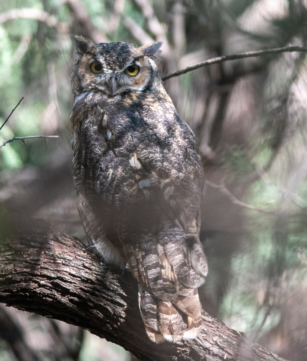Great Horned Owl - ML608537085