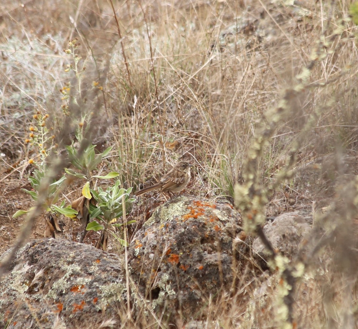 Bell's Sparrow (clementeae) - ML608537125