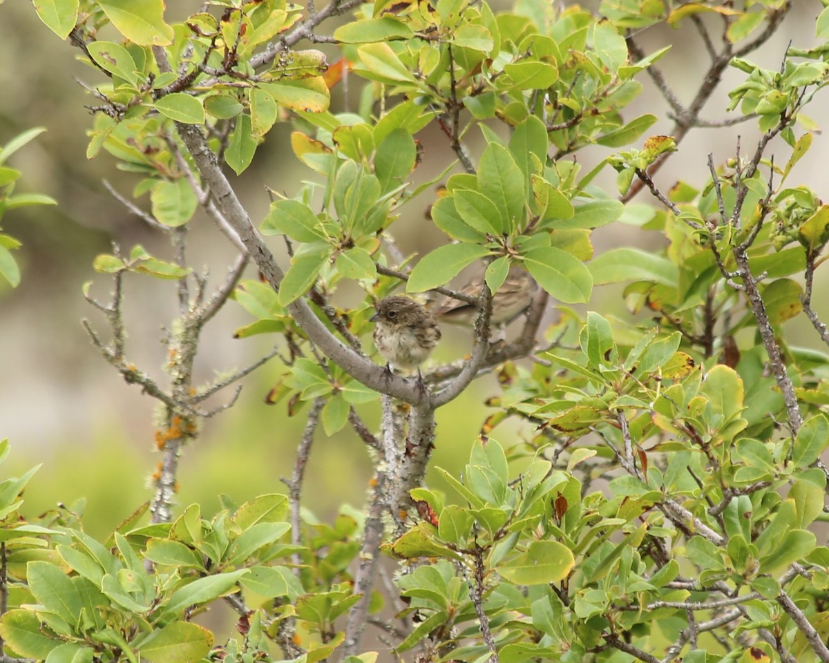 Bell's Sparrow (clementeae) - ML608537126