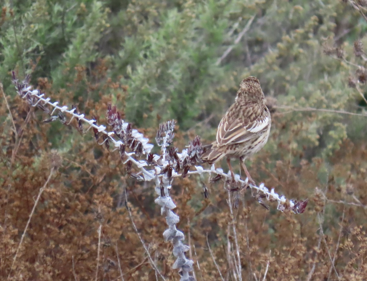 Lark Bunting - ML608537201