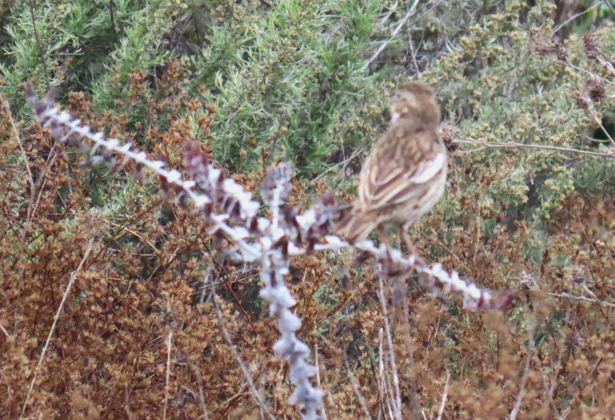 Lark Bunting - Shirley Reynolds