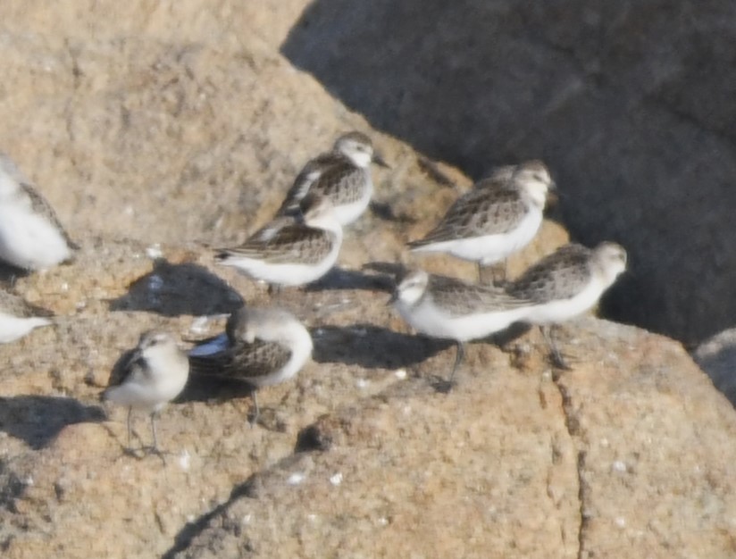 Semipalmated Sandpiper - ML608537249