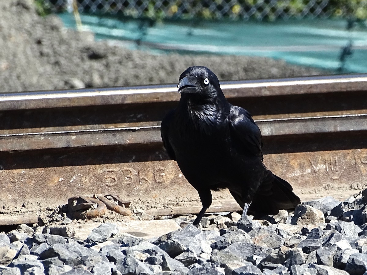 Australian Raven - ML608537302