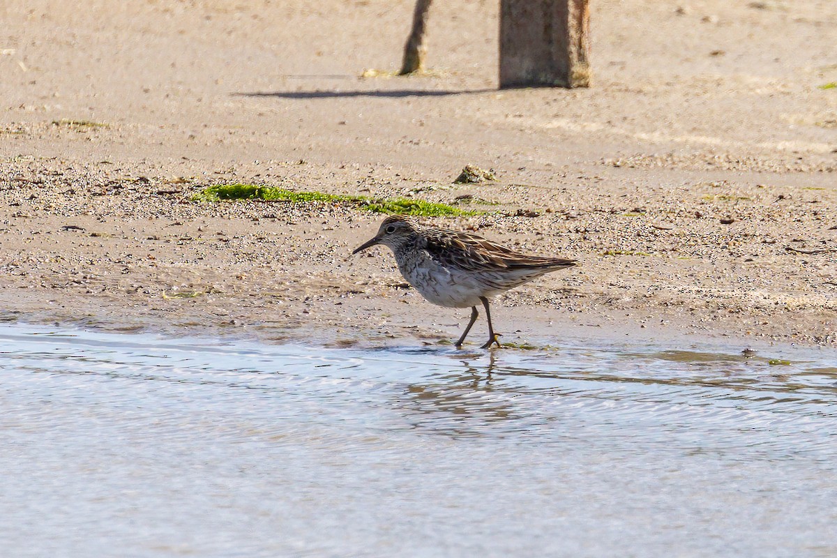 Sharp-tailed Sandpiper - ML608537337